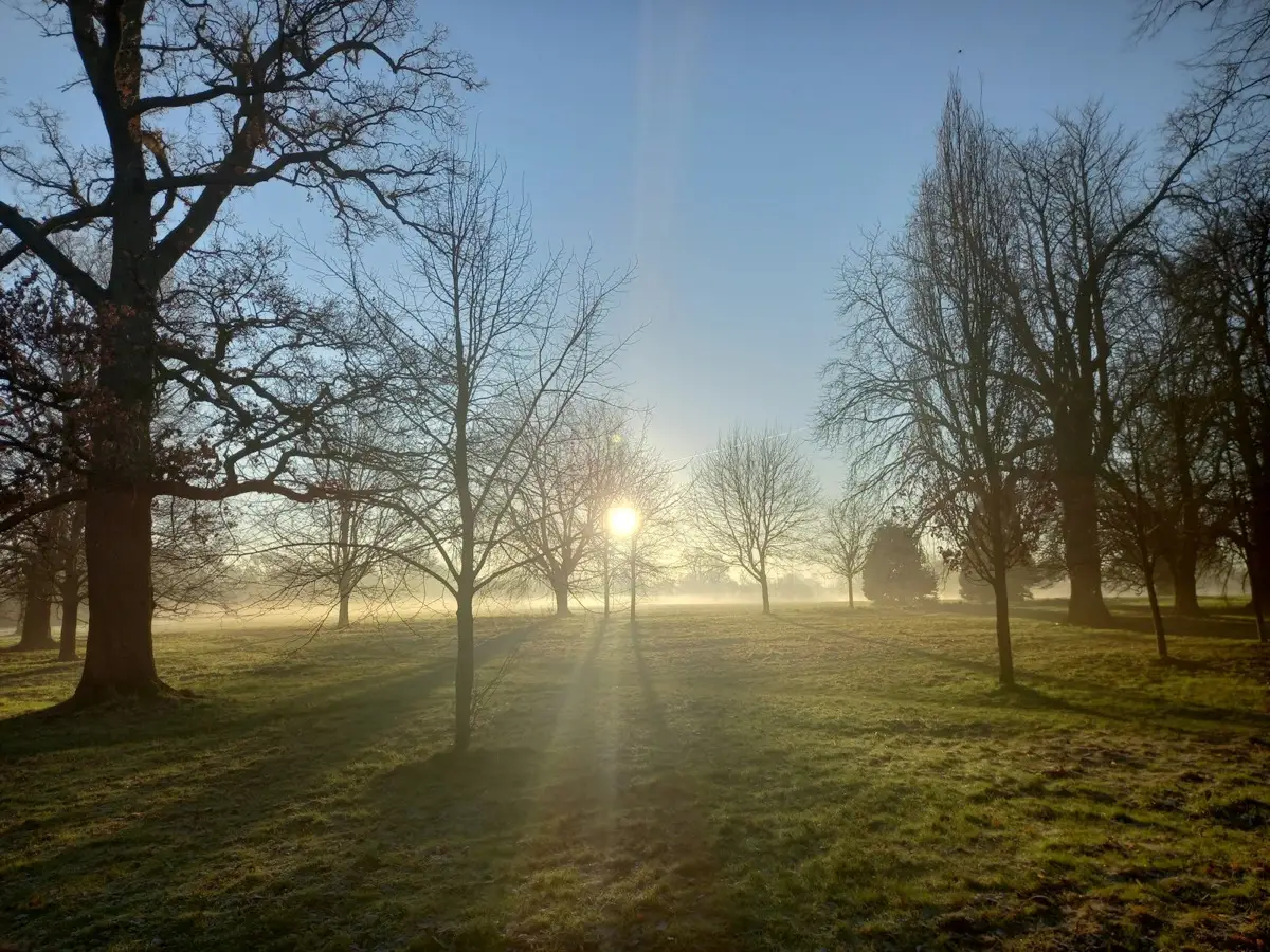 Soft morning sunlight filtering warmly through trees in a quiet field