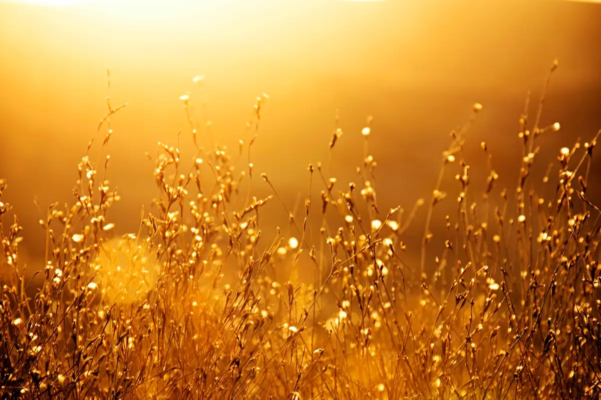 A warm grassy field glowing at golden hour
